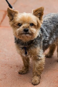 Bild 216 - TC Rot Wei� Wahlstedt II - TSV Havelse : Ergebnis: 7:2